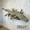 Alligator Life-Size Taxidermy Mount For Sale - Image 2