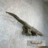 Alligator Life-Size Taxidermy Mount For Sale - Image 3