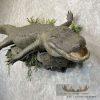 Alligator Life-Size Taxidermy Mount For Sale - Image 4