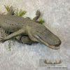 Alligator Life-Size Taxidermy Mount For Sale - Image 5