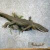 Alligator Life-Size Taxidermy Mount For Sale - Image 6