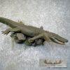 Alligator Life-Size Taxidermy Mount For Sale - Image 7
