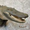 Alligator Life-Size Taxidermy Mount For Sale - Image 8