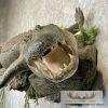 Alligator Life-Size Taxidermy Mount For Sale - Image 9