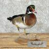 Wood Duck Taxidermy Bird Mount For Sale - Image 2