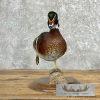 Wood Duck Taxidermy Bird Mount For Sale - Image 3