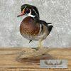 Wood Duck Taxidermy Bird Mount For Sale - Image 4