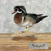 Wood Duck Taxidermy Bird Mount For Sale - Image 5