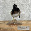 Wood Duck Taxidermy Bird Mount For Sale - Image 6
