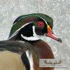 Wood Duck Taxidermy Bird Mount For Sale - Image 7