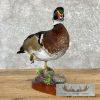 Wood Duck Taxidermy Bird Mount For Sale - Image 2