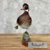 Wood Duck Taxidermy Bird Mount For Sale - Image 3