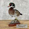 Wood Duck Taxidermy Bird Mount For Sale - Image 4