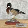 Wood Duck Taxidermy Bird Mount For Sale - Image 5