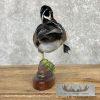 Wood Duck Taxidermy Bird Mount For Sale - Image 6