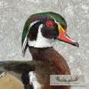 Wood Duck Taxidermy Bird Mount For Sale - Image 7