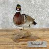 Wood Duck Taxidermy Bird Mount For Sale - Image 2