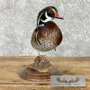Wood Duck Taxidermy Bird Mount For Sale - Image 3