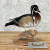 Wood Duck Taxidermy Bird Mount For Sale - Image 4