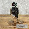 Wood Duck Taxidermy Bird Mount For Sale - Image 5