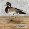 Wood Duck Taxidermy Bird Mount For Sale - Image 6