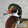 Wood Duck Taxidermy Bird Mount For Sale - Image 7