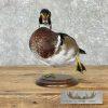 Wood Duck Taxidermy Bird Mount For Sale - Image 2