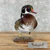 Wood Duck Taxidermy Bird Mount For Sale - Image 3
