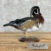 Wood Duck Taxidermy Bird Mount For Sale - Image 4