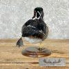 Wood Duck Taxidermy Bird Mount For Sale - Image 5