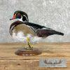 Wood Duck Taxidermy Bird Mount For Sale - Image 6