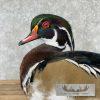 Wood Duck Taxidermy Bird Mount For Sale - Image 7