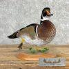 Wood Duck Taxidermy Bird Mount For Sale - Image 2