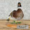 Wood Duck Taxidermy Bird Mount For Sale - Image 3