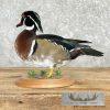 Wood Duck Taxidermy Bird Mount For Sale - Image 5