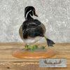 Wood Duck Taxidermy Bird Mount For Sale - Image 6