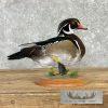 Wood Duck Taxidermy Bird Mount For Sale - Image 7