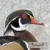 Wood Duck Taxidermy Bird Mount For Sale - Image 8