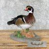 Wood Duck Taxidermy Bird Mount For Sale - Image 2