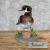Wood Duck Taxidermy Bird Mount For Sale - Image 3