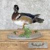 Wood Duck Taxidermy Bird Mount For Sale - Image 4