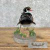 Wood Duck Taxidermy Bird Mount For Sale - Image 5
