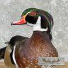 Wood Duck Taxidermy Bird Mount For Sale - Image 7
