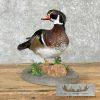 Wood Duck Taxidermy Bird Mount For Sale - Image 6