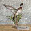 Wood Duck Taxidermy Bird Mount For Sale - Image 2
