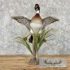 Wood Duck Taxidermy Bird Mount For Sale - Image 3