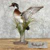 Wood Duck Taxidermy Bird Mount For Sale - Image 4