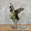 Wood Duck Taxidermy Bird Mount For Sale - Image 5