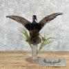 Wood Duck Taxidermy Bird Mount For Sale - Image 6