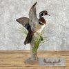Wood Duck Taxidermy Bird Mount For Sale - Image 7